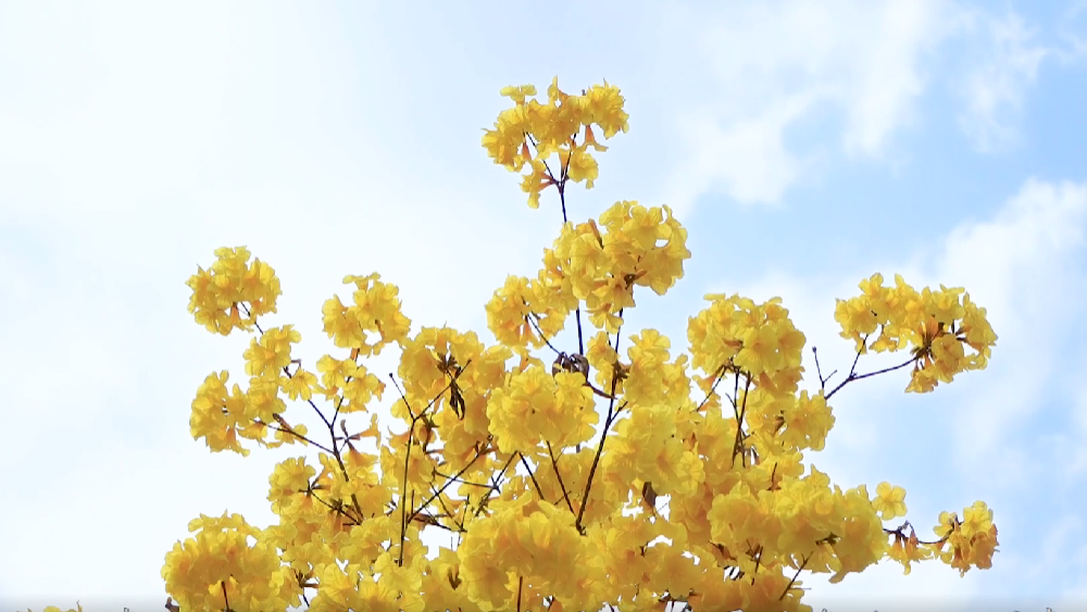 春雷，鳴響奮進的號角