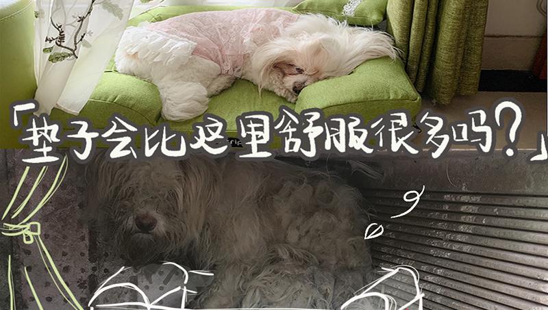 寵TA|5·29愛犬日：買不到的愛就在身邊 流浪的TA渴望一個家