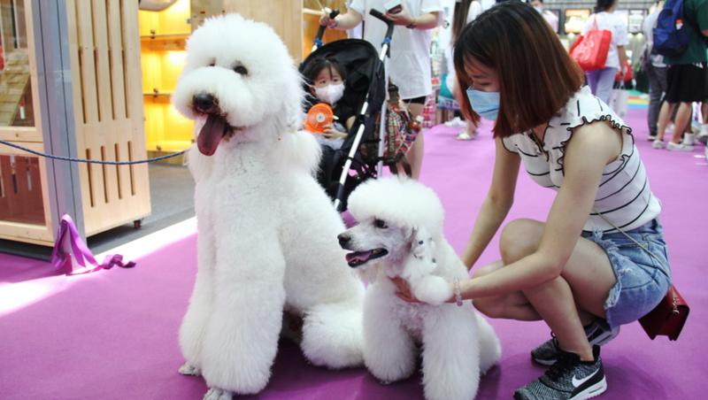 周末來這里！2020年深圳寵物展開幕 “寵物經(jīng)濟”有“錢”途