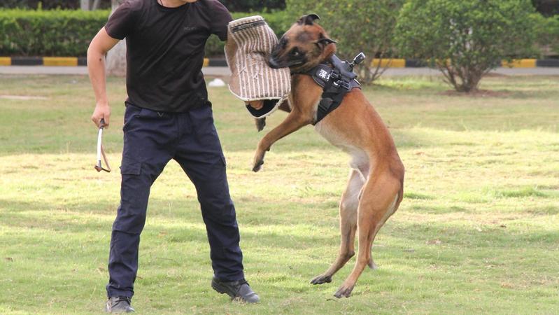 寵TA丨沒法競拍到淘汰警犬？說不定是好事兒！