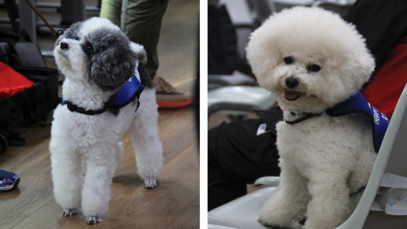 全國首個高校常駐治療犬有望落地深圳！不會說話的“醫(yī)生”備受期待